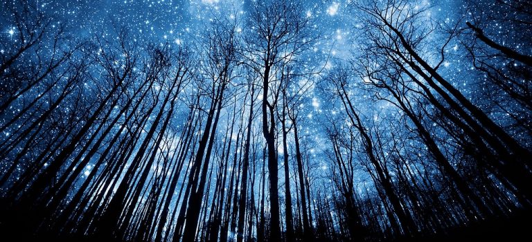 Tree Silhouette Against Starry Night Sky --- Image by © Robert Llewellyn/Corbis